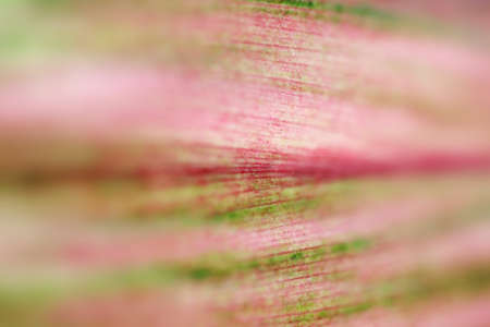 Leaves Tropical forest trees texture background wallpaperの写真素材