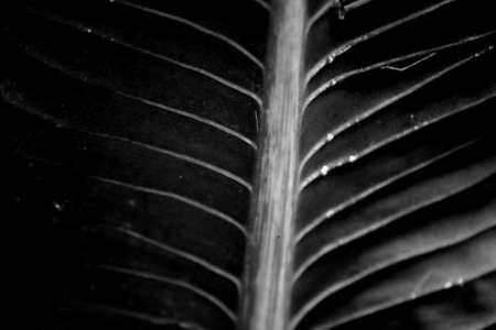 Leaves Tropical forest trees texture background wallpaperの写真素材