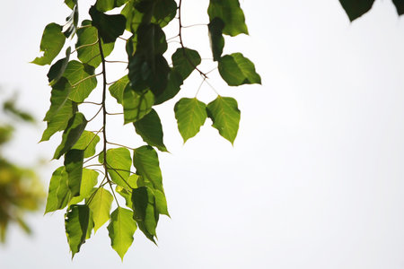 Leaves Tropical forest trees texture background wallpaper