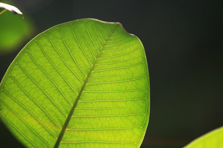 Leaves Tropical forest trees texture background wallpaper