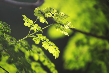 Leaves Tropical forest trees texture background wallpaperの写真素材