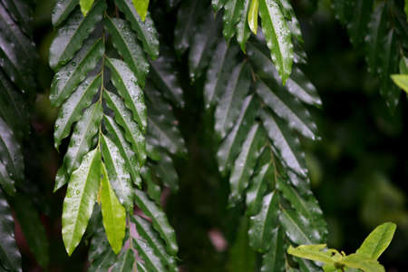 Leaves Tropical forest trees texture background wallpaperの写真素材