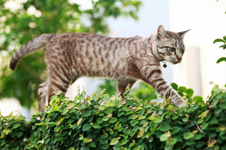 Lovely gray cat sitting at outdoor