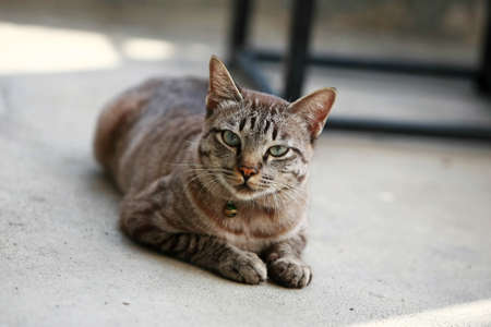 Lovely gray cat sitting at outdoorの写真素材