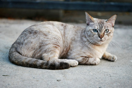 Lovely gray cat sitting at outdoor