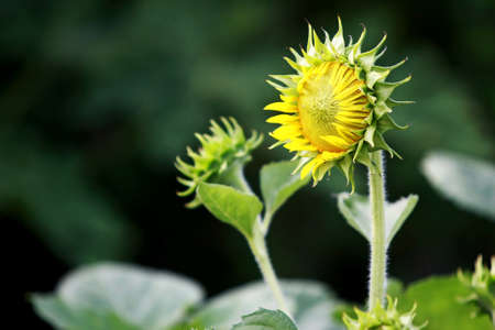 Leaves Tropical forest trees texture background wallpaperの写真素材