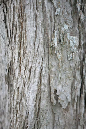 Wooden Bark in the garden , Close up Textureの写真素材