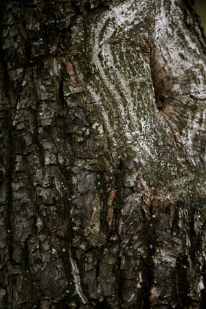 Wooden Bark in the garden , Close up Texture
