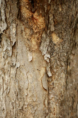 Wooden Bark in the garden , Close up Textureの写真素材