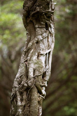 Wooden Bark in the garden , Close up Texture