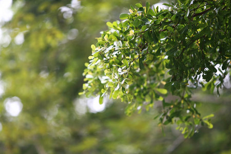 Leaves Tropical forest trees texture background wallpaper