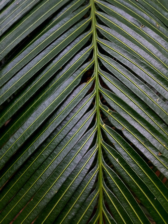 Leaves Tropical forest trees texture background wallpaper
