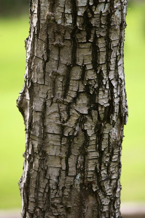 Wooden Bark in the garden , Close up Texture