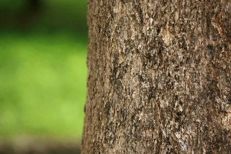 Wooden Bark in the garden , Close up Texture