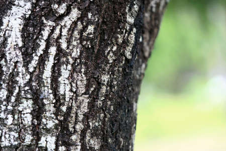 Wooden Bark in the garden , Close up Textureの写真素材