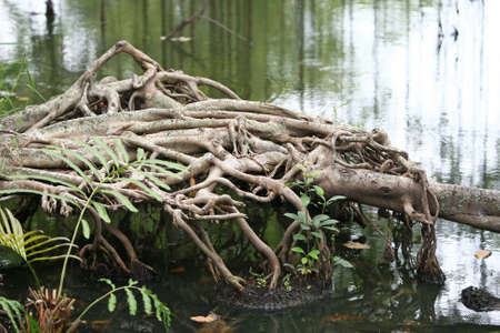 Wooden Bark in the garden , Close up Textureの写真素材