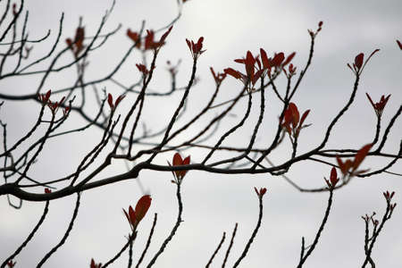 Leaves Tropical forest trees texture background wallpaperの写真素材