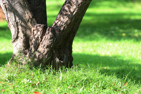 Wooden Bark in the garden , Close up Textureの写真素材