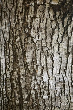 Wooden Bark in the garden , Close up Texture
