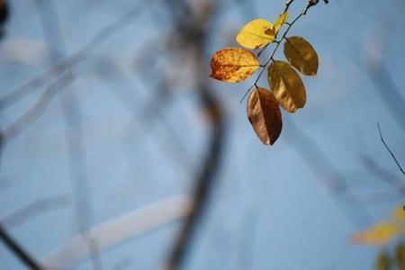 Dry branch on blue sky backgroundの写真素材