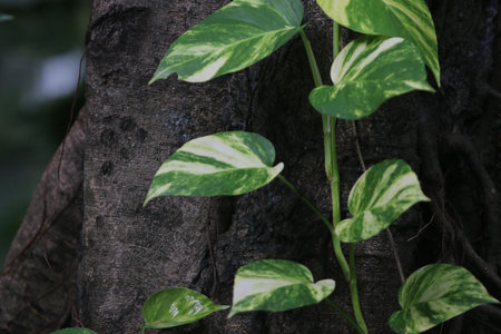 Green leaves nature background in the garden outdoor