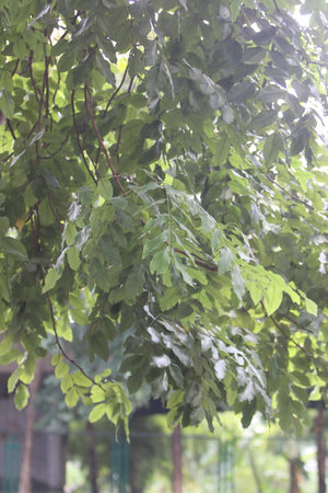 Green leaves nature background in the garden outdoorの写真素材