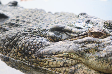 Big crocodile on farm outdoorsの写真素材