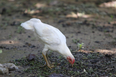 Chicken walking in the farmの写真素材