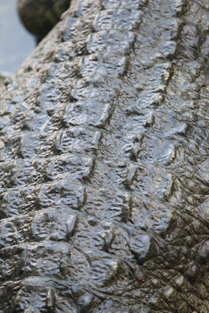 Crocodile skin leathertexture , close up
