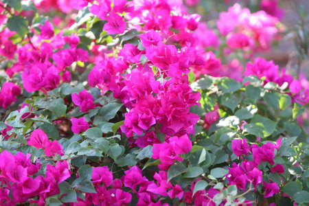 Bougainvillea flowers in the garden, closeup of photo