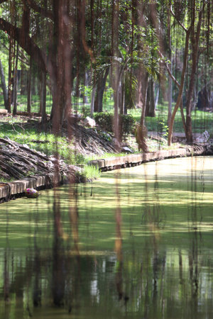 green lake in the park at thailand with tree and green grassの写真素材