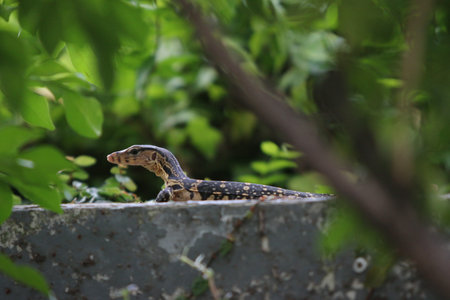 The monitor lizard, Varanus salvator is a species of lizard in the family Varidae.