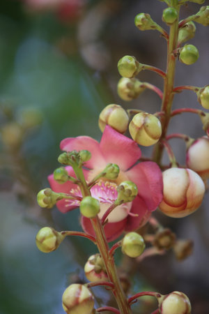 Cannonball tree or Sal Flower or Cannonball tree is a species of flowering plant in the Rosaceae family.の写真素材
