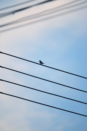 Bird on the electric wire with blue sky background, Bird on the wireの写真素材