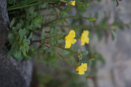 Portulaca grandiflora or Pigweed or Little Hogweed or Pusley flowerの写真素材