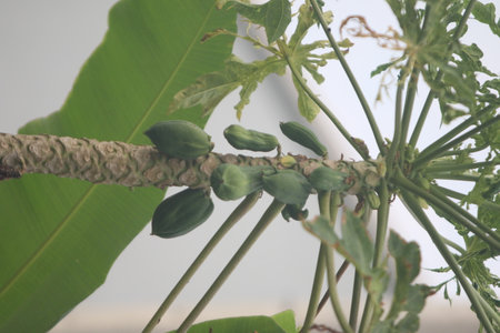 Papaya fruit on papaya tree with green leaves background.の写真素材
