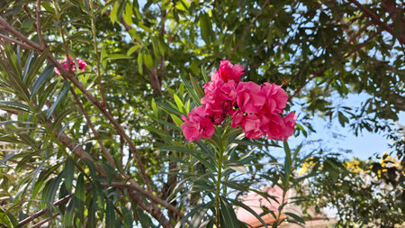 Pink oleander flowers blooming in the garden on sunny day