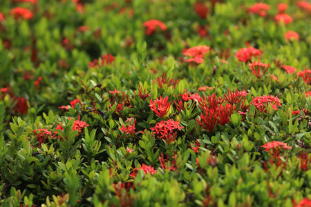 Red Ixora coccinea flower in the garden. Red Ixora coccinea flower in the garden.