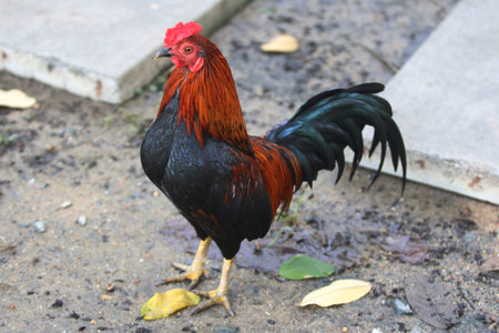 Rooster in the yard of a country house. Rooster in the village.
