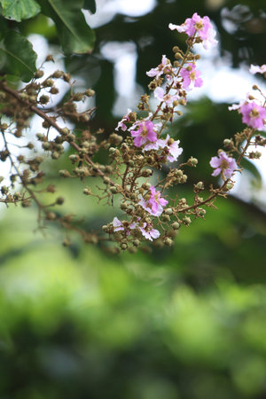 Lagerstroemia speciosa flower blooming in the garden