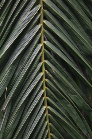 Close up of the leaves of a palm tree in the garden.の写真素材