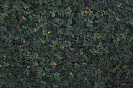 Green leaves wall background, Green leaves wall texture background, Green leaves background