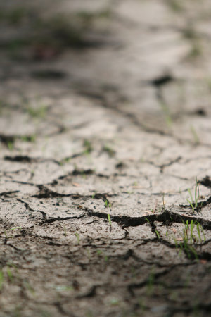 Dry cracked ground with green grass close up. Global warming conceptの写真素材