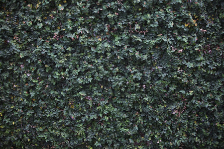 Green ivy wall texture background. Natural green leaf wall texture.