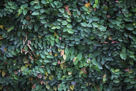 Green leaves wall background. Green leaves wall texture. Green leaves wall background.