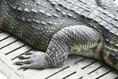 Big crocodile Foot on the farm , Thailandの写真素材