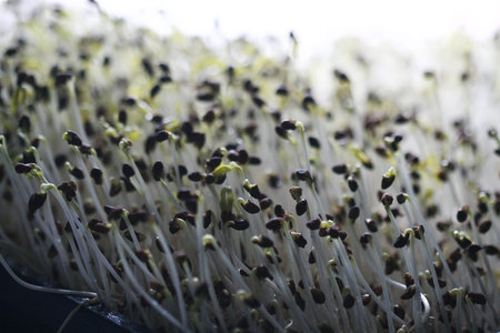 Morning glory microgreen plant , Vegetable plant