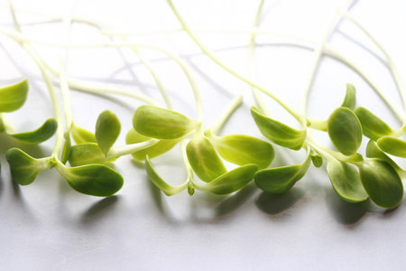 Fresh Sunflower seedlings , Microgreen Organicの写真素材