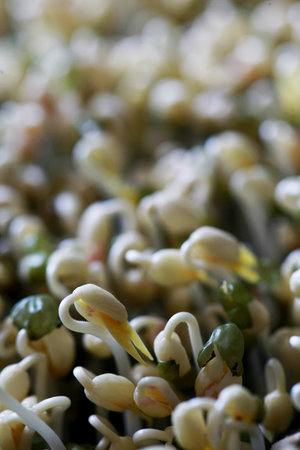 Green bean sprouts , Microgreen Organic