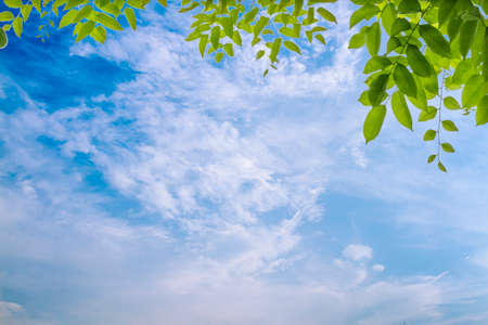 Tree leaf on the sky cloudy.の写真素材